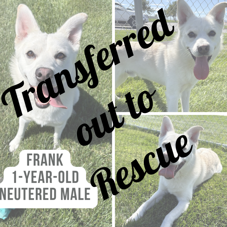 Frank - Adoptions